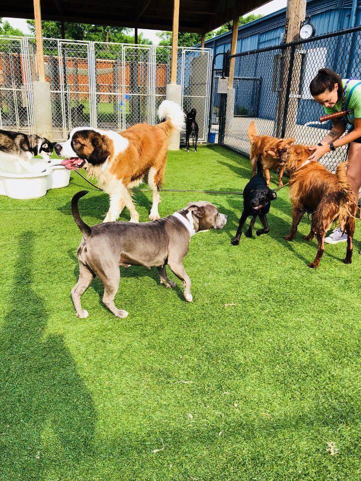 Pet Friendly Canine Camp Boarding