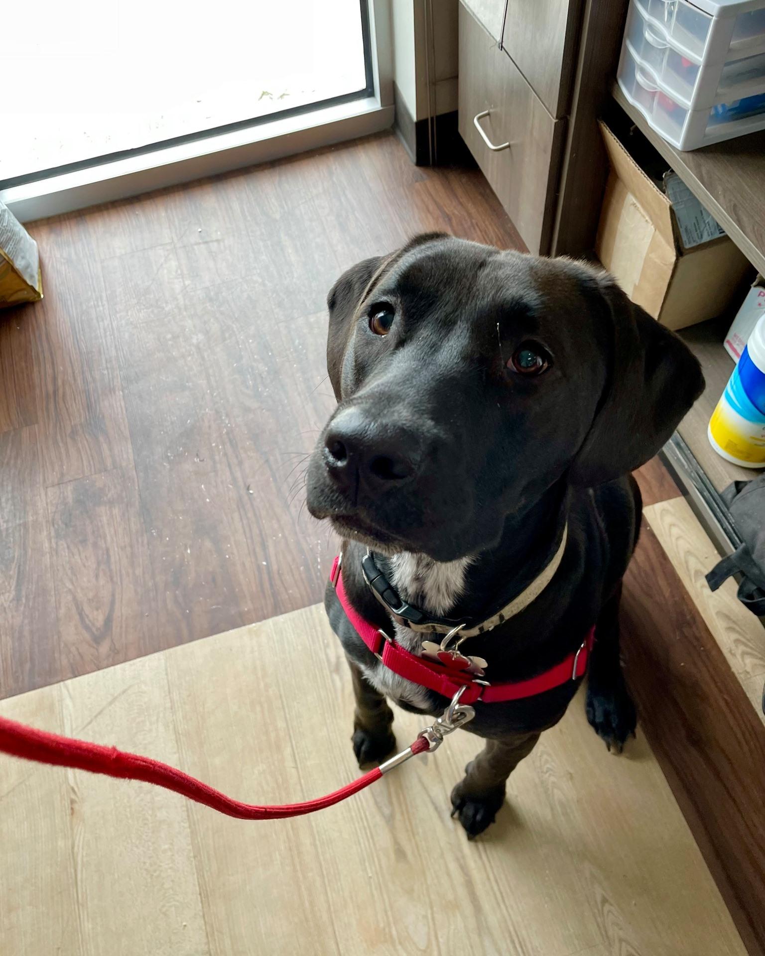 Seven Oaks Pet Depot