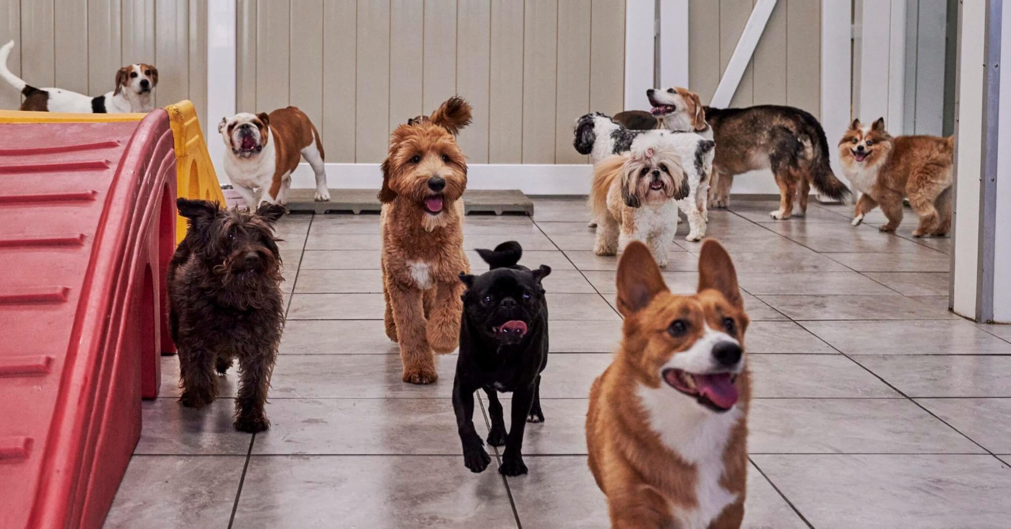 Pet Friendly PAWsome Companions, LLC.