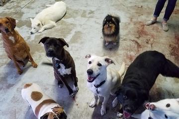 Beautiful Suite For Dogs With Indoor Dog Boarding And Free Daycare