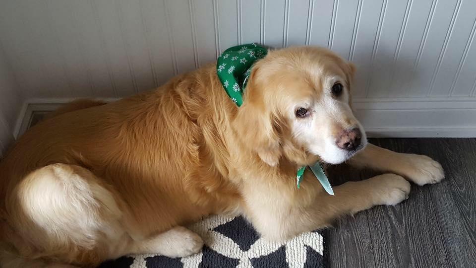 Tiffany's dog grooming 2025