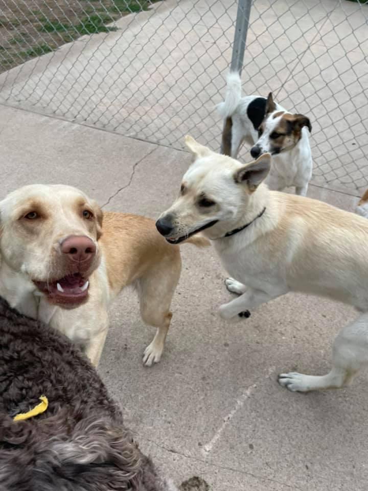 Dakota top doggie daycare