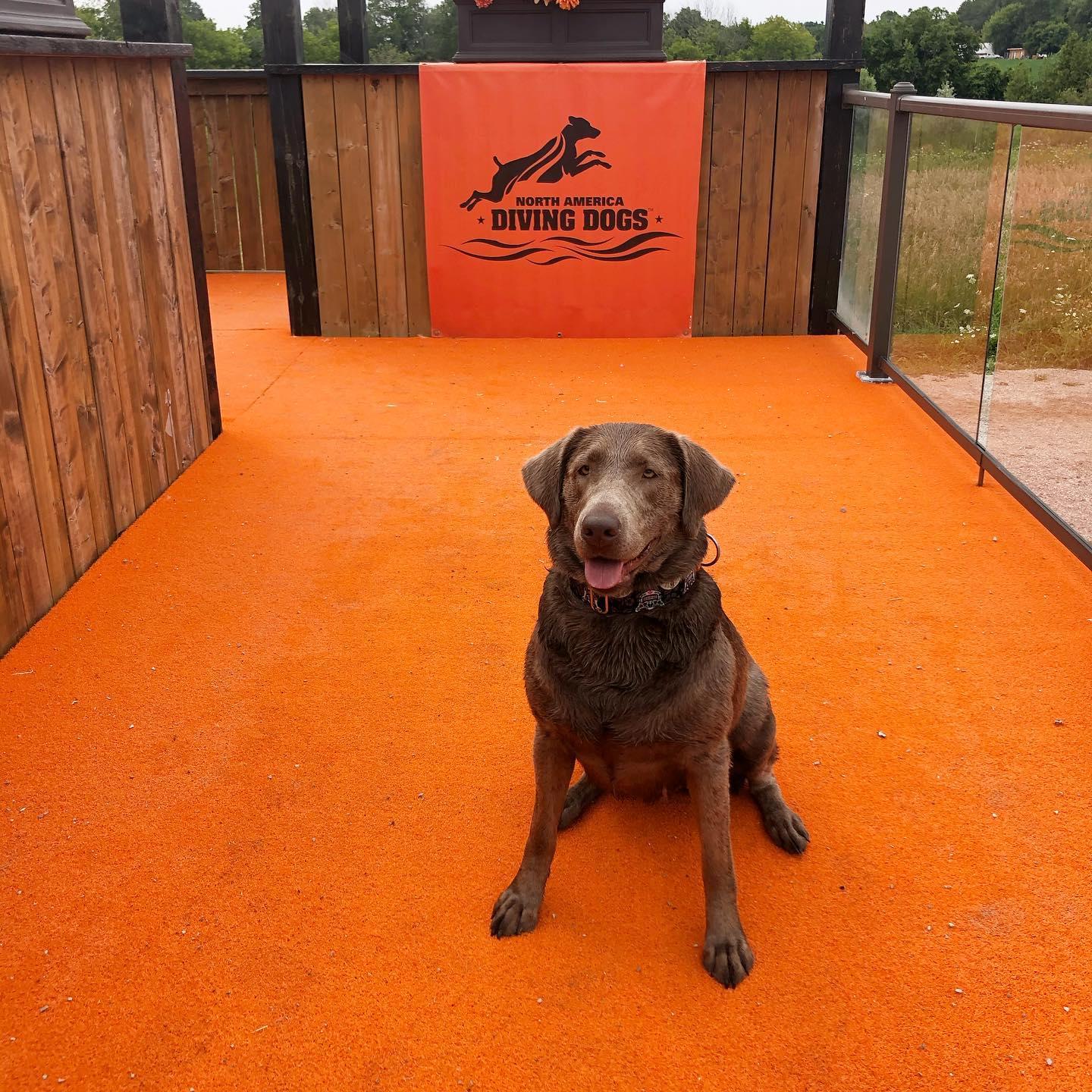 Pet Friendly Northequest Canine Sport & Training Facility