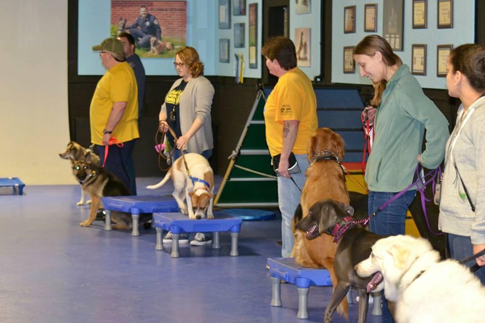 Pet Friendly Michigan Dog Training