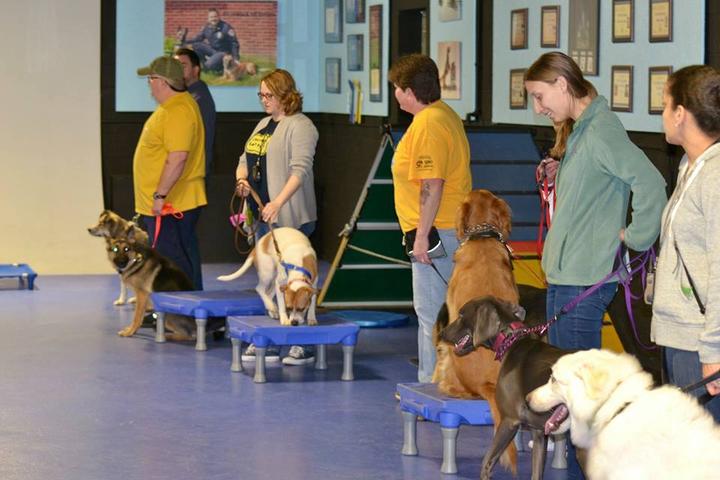 Pet Friendly Michigan Dog Trainer