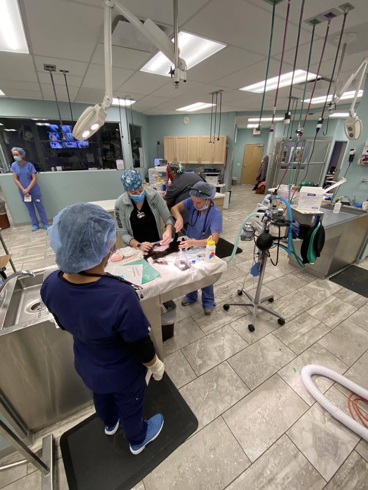 All pet health care by 2025 noah's greenfield
