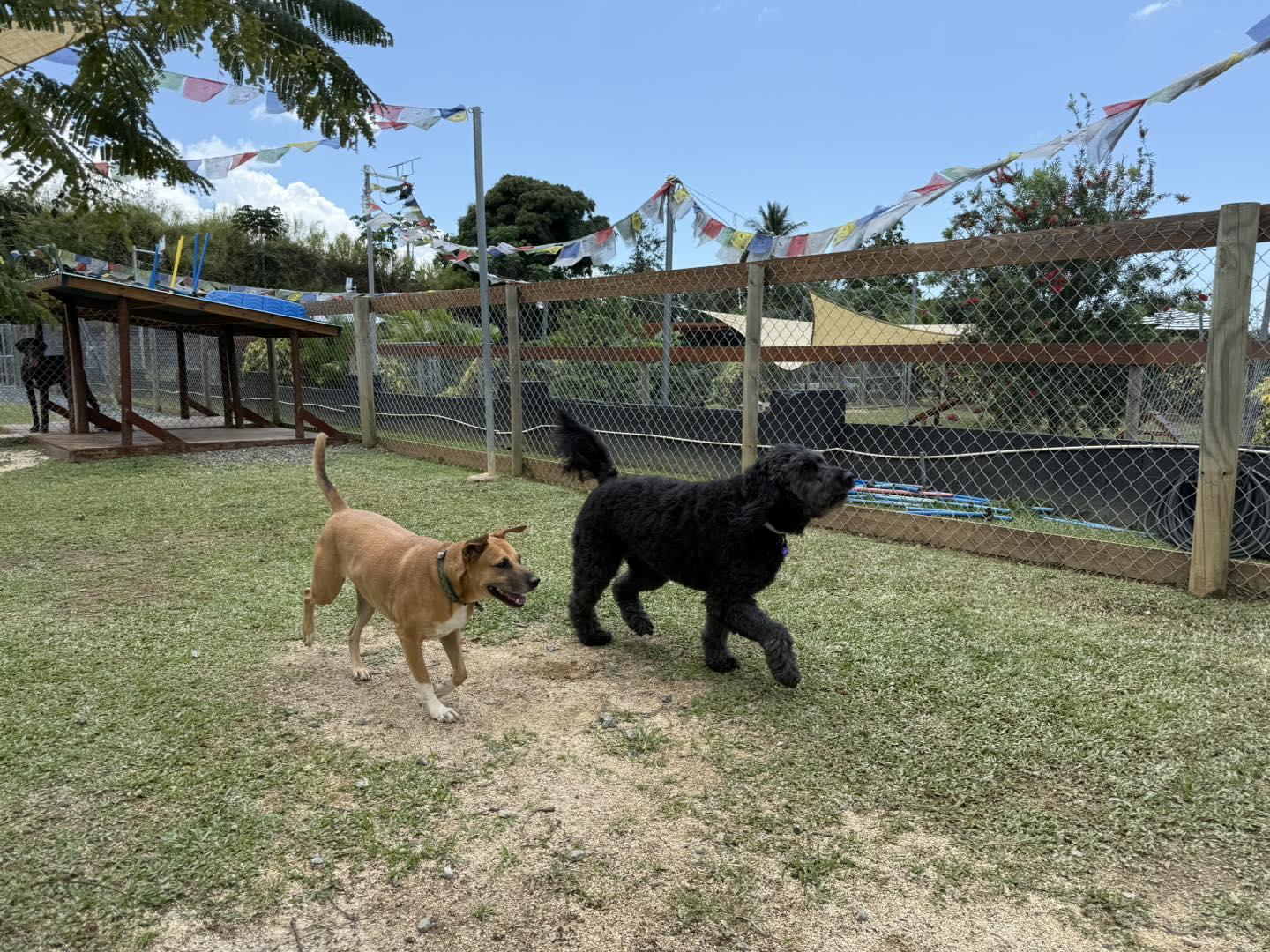 Pet Friendly Pachamama Nature Park & Pet Hotel