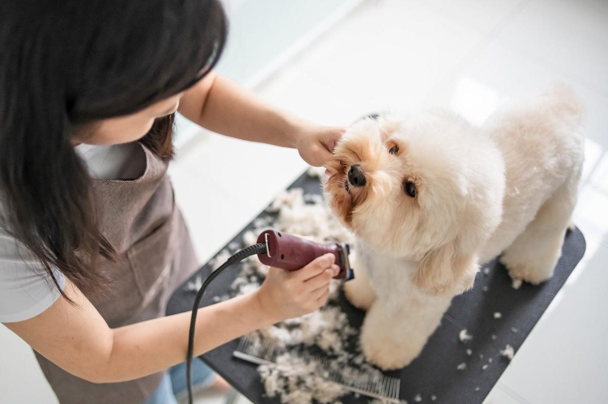 Le pup pet supplies and sales grooming