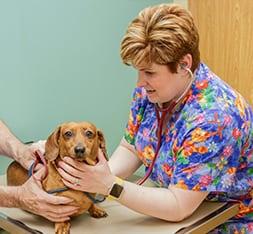Pet Friendly Brown Veterinary Hospital