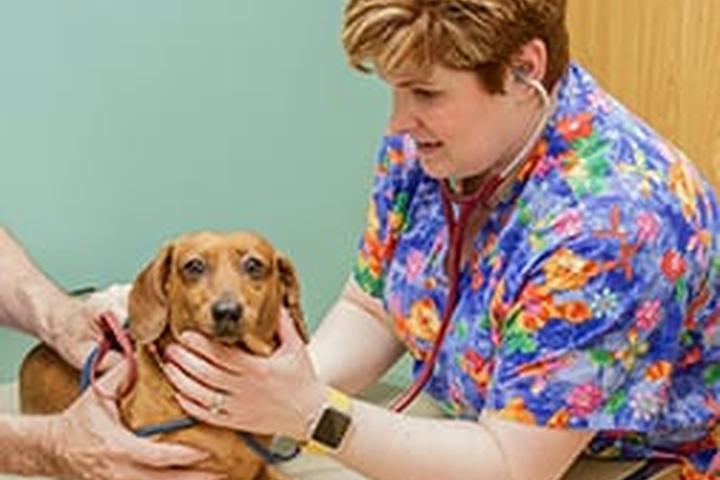 Pet Friendly Brown Veterinary Hospital