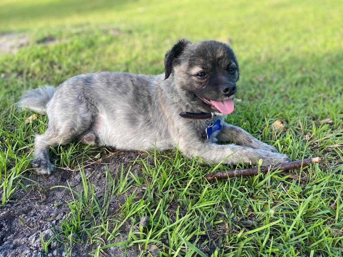 Poodle and pooch store rescue