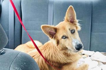 Crossroads K9 Rescue Crossroads K9 Rescue