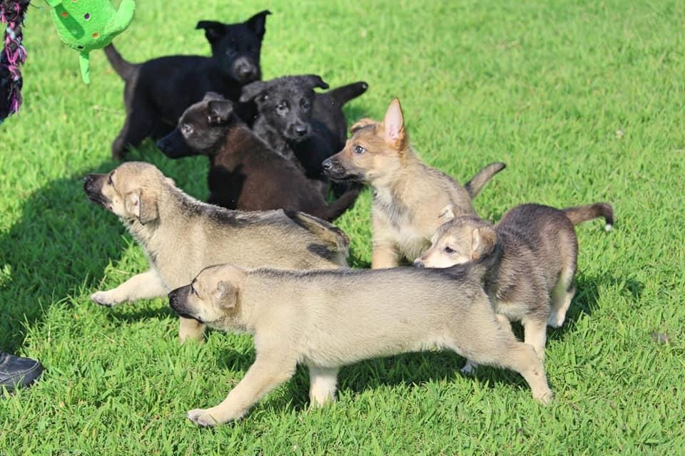 Crossroads K9 Rescue