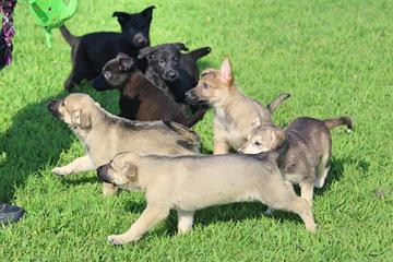 Crossroads K9 Rescue Crossroads K9 Rescue