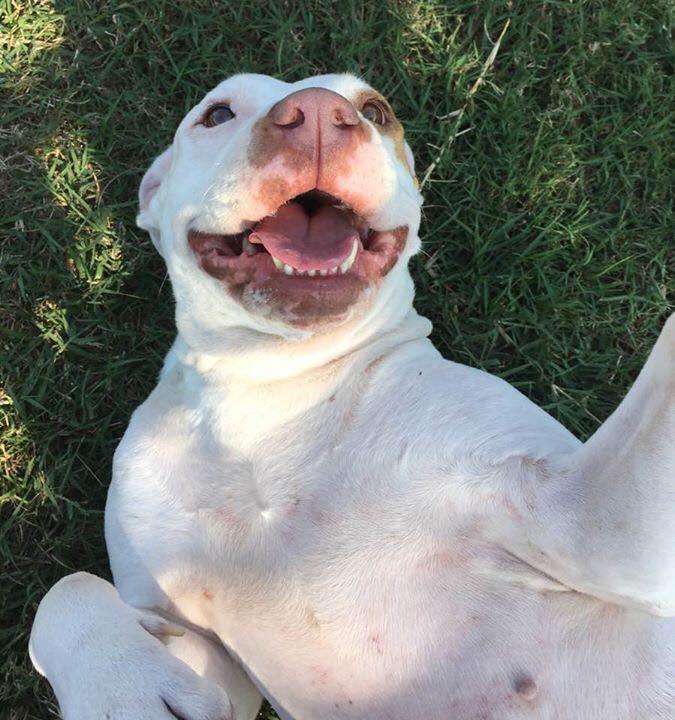 Suncoast Humane Society