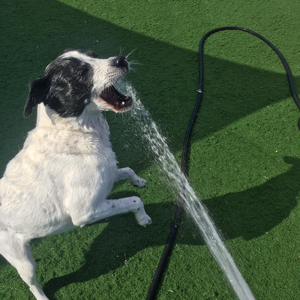 catnips and biscuits