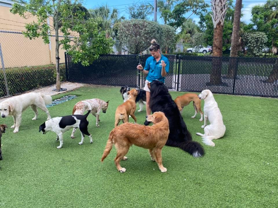 Dog Dicer  Orlando FL