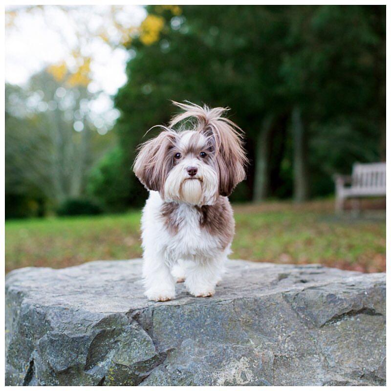 Pet Friendly Good Doggy Photography