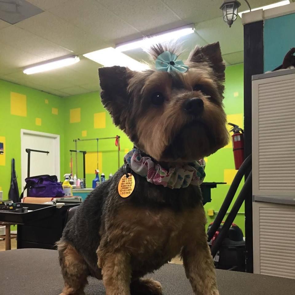 Pet Friendly A Beauty Chop For Dogs