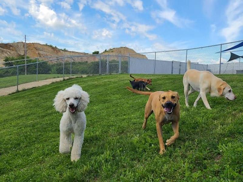 Directory of Doggie Daycare Boarding in Chippewa Falls WI