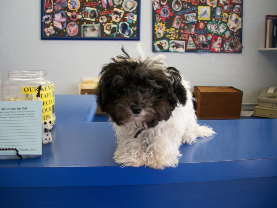 Creature Comforts Pet Resorts