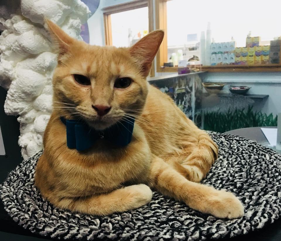 Organic Cat Cafe