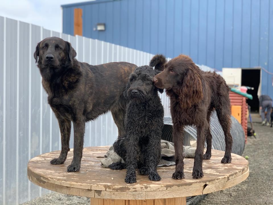 Pet Friendly Doggie Dog World