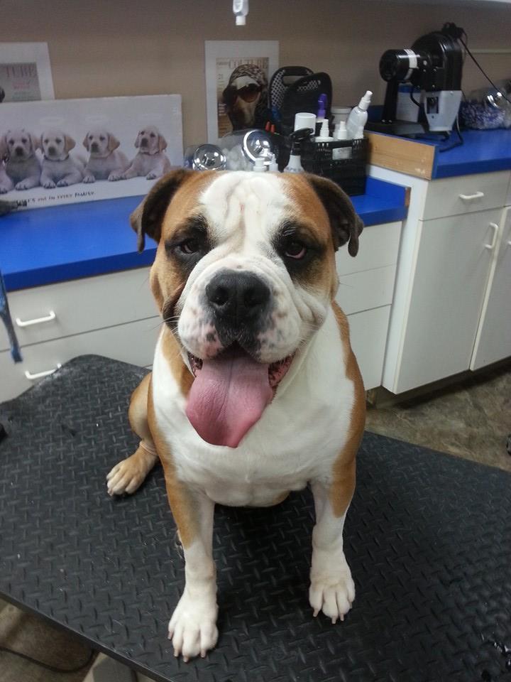 loving hands grooming