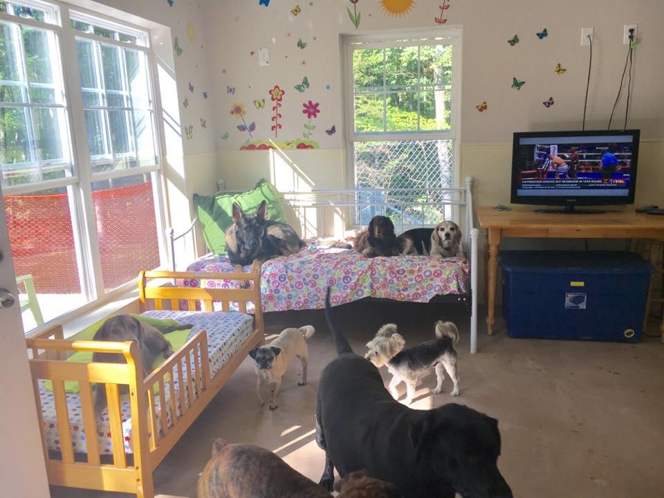 Pet Friendly Almost Home Kennels