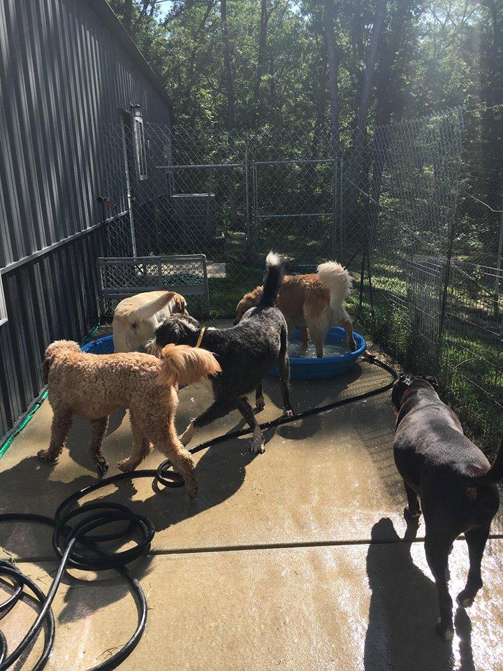 almost home dog boarding