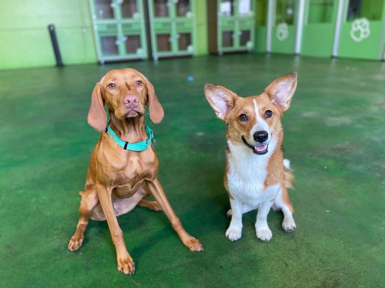Pet Friendly Barking Lodge Pet Resorts