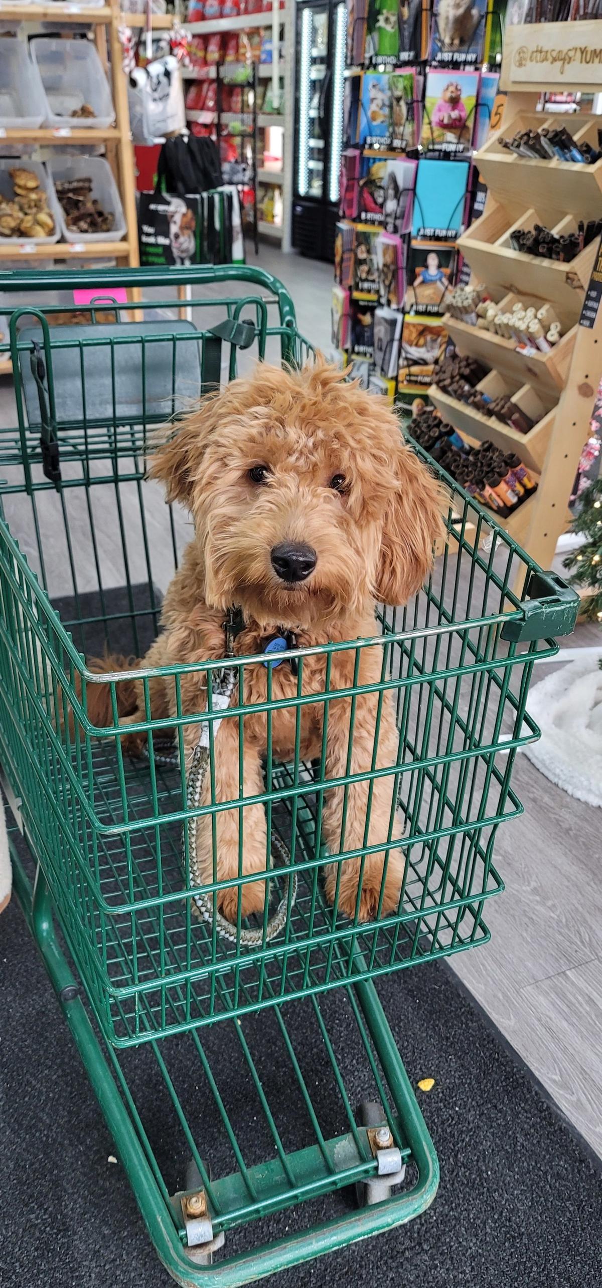 Directions To Pet Supermarket - z0lqp6t