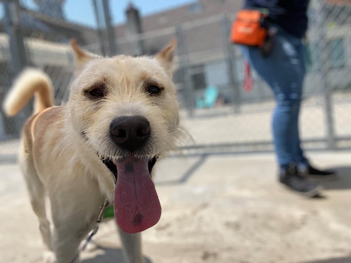 St. Hubert’s Animal Welfare Center Doggy Day Camp