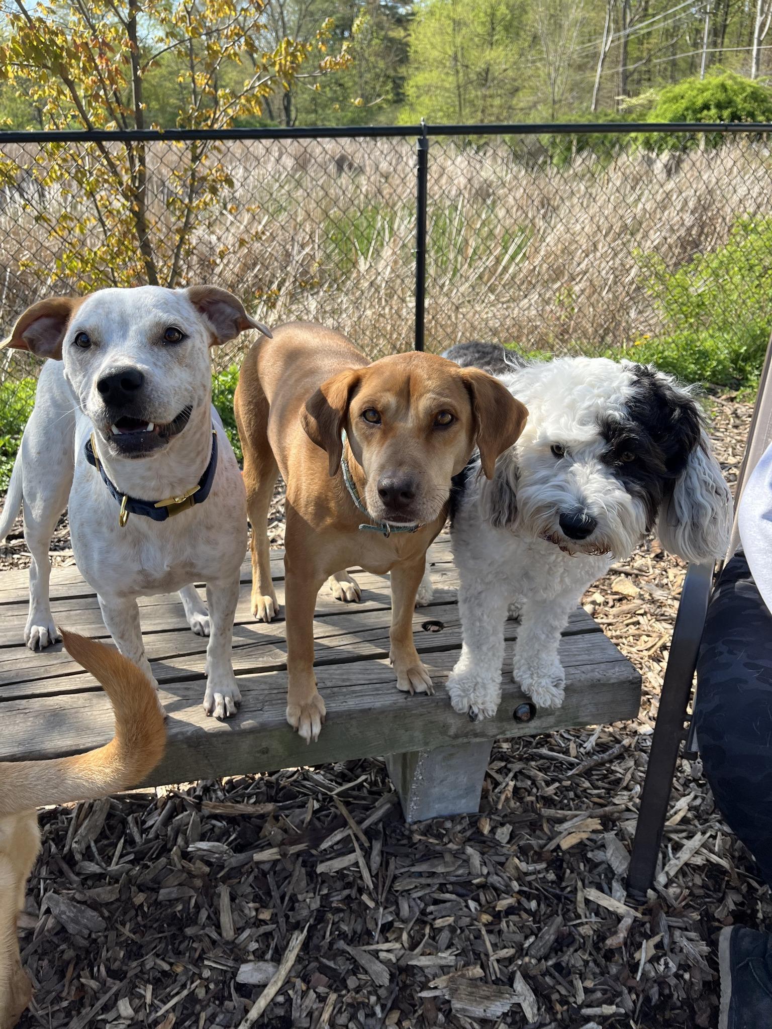 Pet Friendly St. Hubert’s Animal Welfare Center Doggy Day Camp Madison