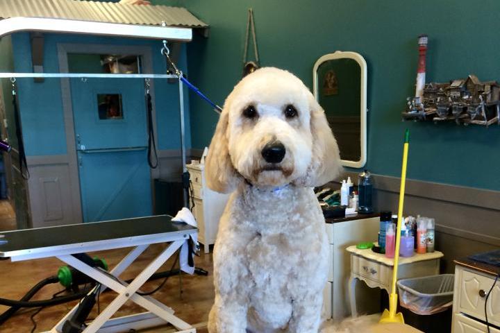 Pet Friendly Scally-Wags Pet Grooming