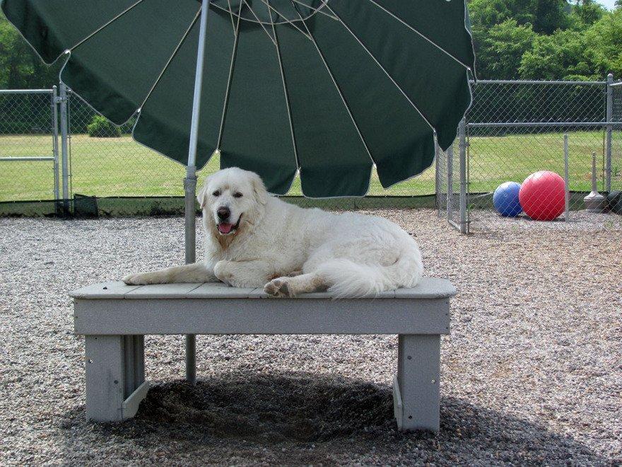 Pyrenean Sheepdog Umbrella