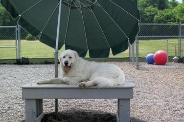 Pyrenean Sheepdog Umbrella Pyrenean Sheepdog Umbrella