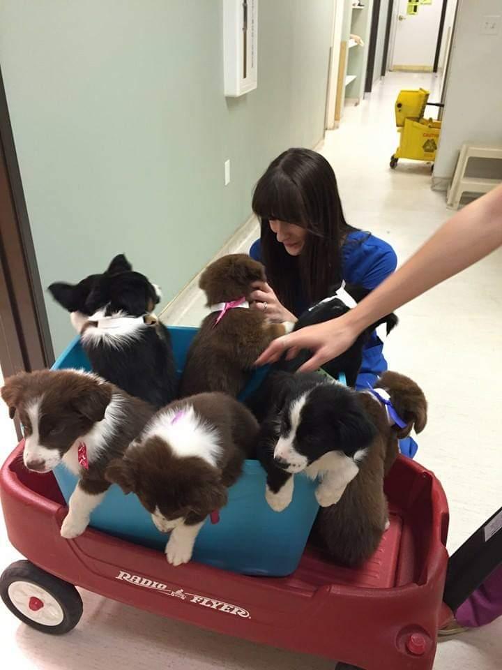 Oyster Creek Animal Hospital Oyster Creek Animal Hospital