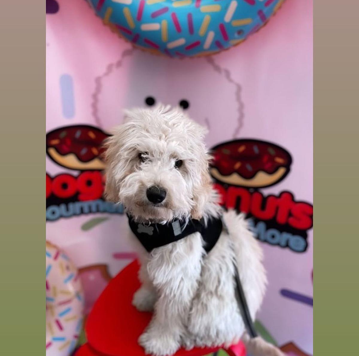 Directory of Pet Stores in Arizona BringFido