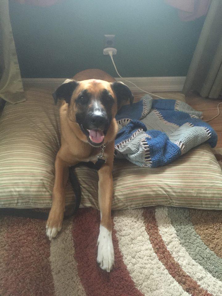 Hampton Roads Dog Training