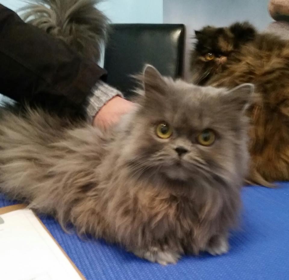 Pet Friendly La Maison des Chats
