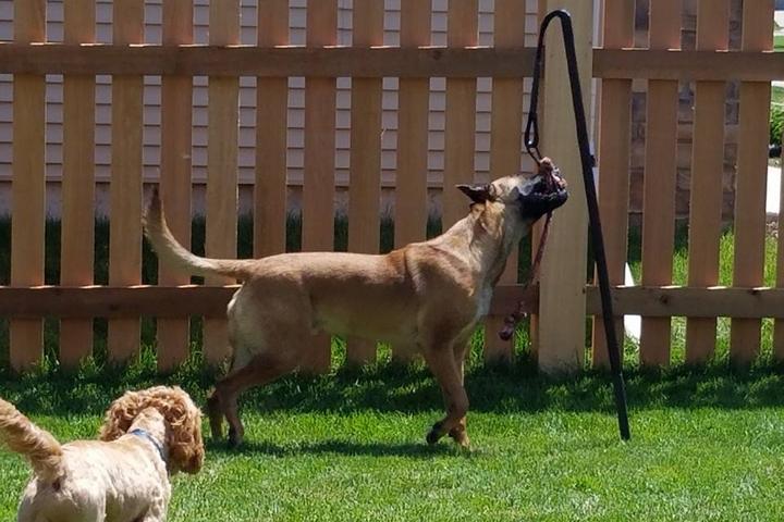 Pet Friendly Focused Dog Training