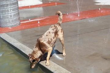 Directory Of Doggie Daycare Boarding In Utah Bringfido