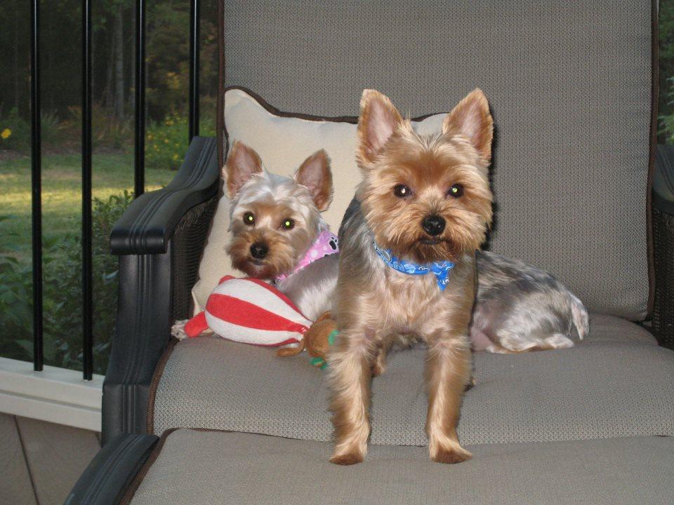 Pet Friendly Top Dog Pet Services