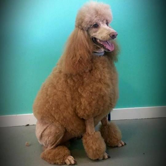 Pet Friendly Pawsitively Perfect Grooming