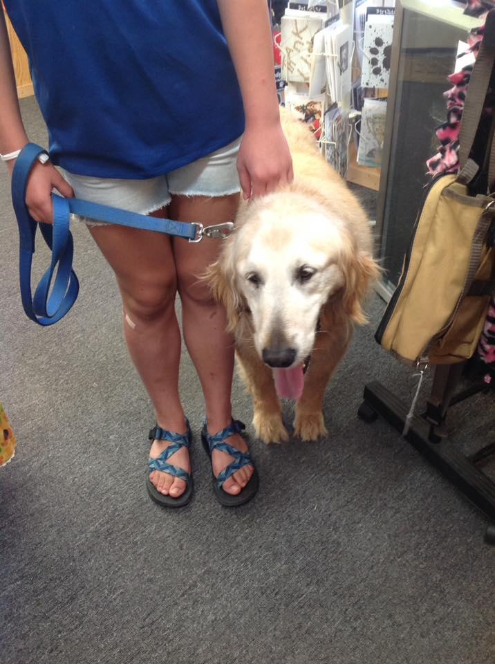 Rustic Dog Crate Sliding Barn Doors Fully Custom Dog Rustic Doors Custom Dog Houses Barn Doors Sliding