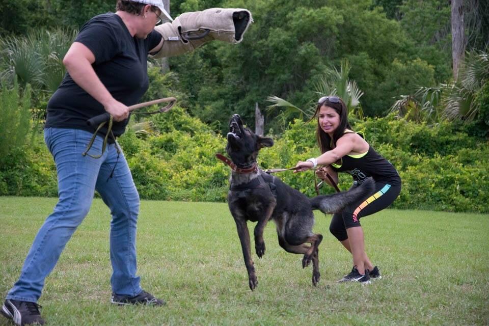 The 1 Dog Trainer Academy