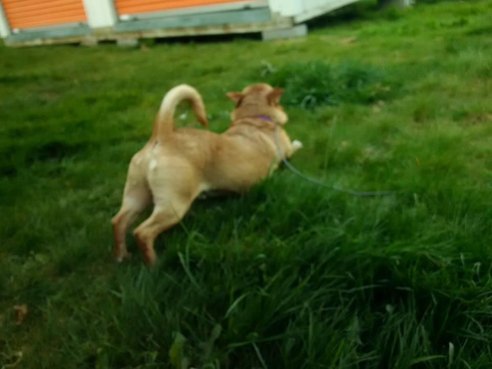 Directory Of Pet Sitters Dog Walkers In Everett Wa Bringfido