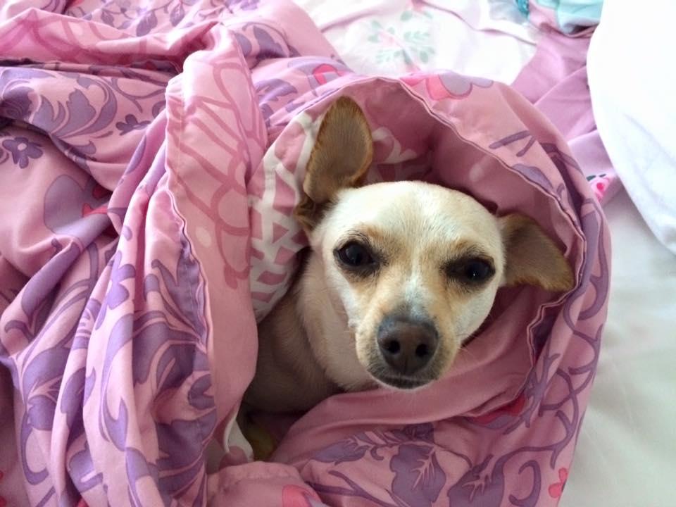 The Purple Pooch Bakery Boutique Groomer