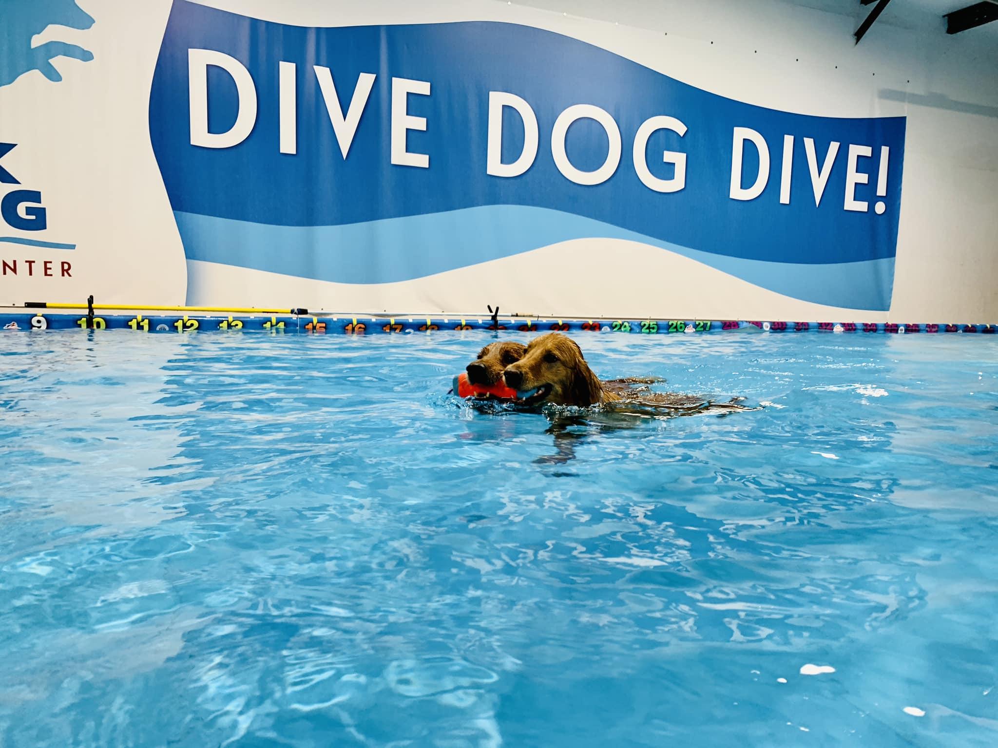Pet Friendly Las Cruces Dock Diving & K9 Event Center